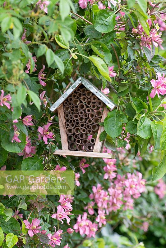 A bee house, tucked away amidst Clematis montana 'Broughton Star'.