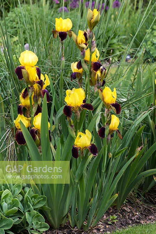 Iris 'Rajah', tall bearded iris, rhizome, flowering in June.