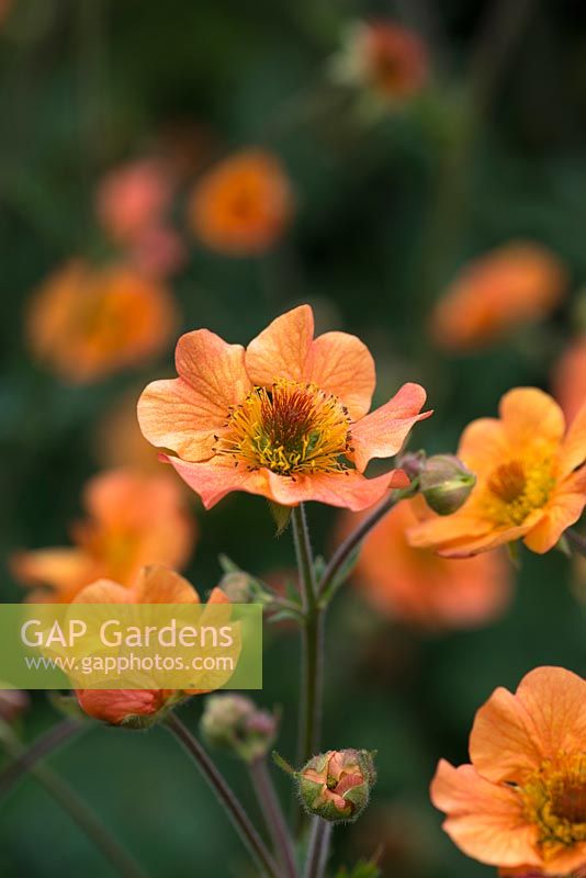 Geum avens 'Totally Tangerine', a perennial with bright orange flowers, flowering from May