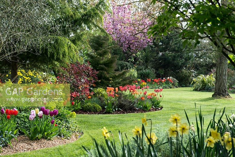 The main lawns with island beds planted with mixed tulips. Central bed planted with Tulipa 'Ad Rem' and Tulipa 'Orange Lion'.