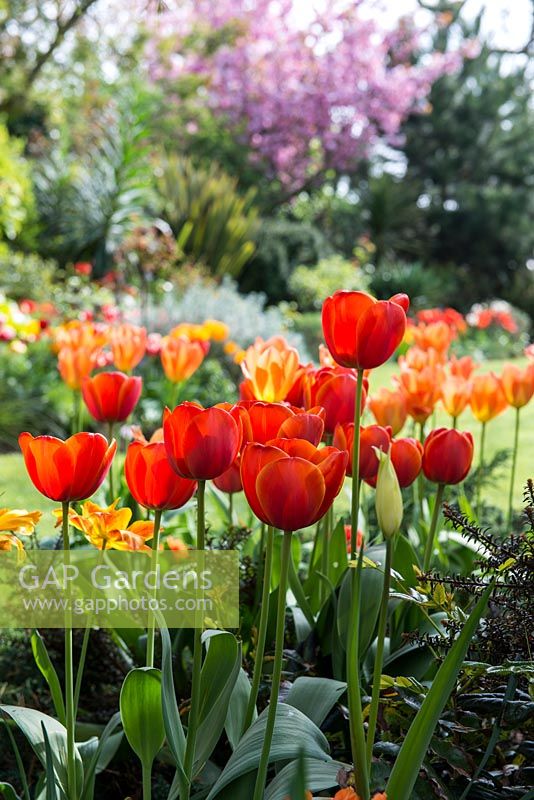A hot spring border planted with Tulipa 'Ad Rem' and Tulipa 'Apricot Emperor'.