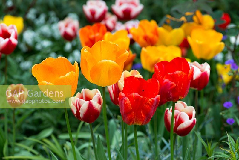 Hot spring border with Tulipa 'Lucky Stripe' and 'Orange Lion'.