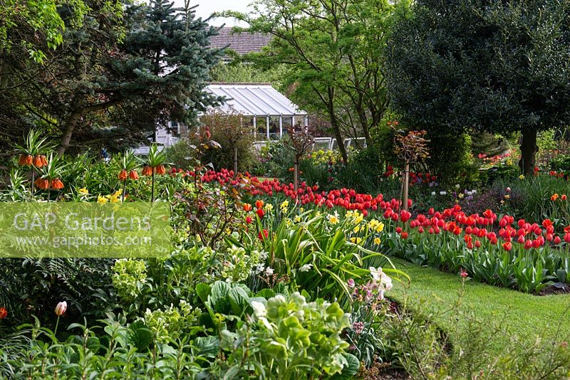 Massed planting of Tulipa 'Ad Rem' creates a dramatic splash of colour to greet visitors as they round the corner.