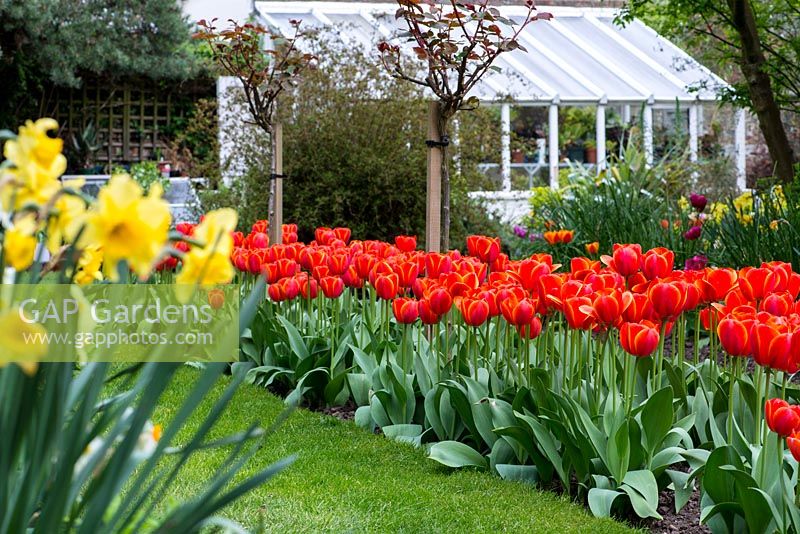 Massed planting of Tulipa 'Ad Rem' creates a dramatic splash of colour.
