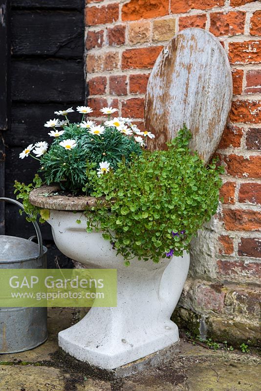 A reused toilet bowl plant with white daisies.