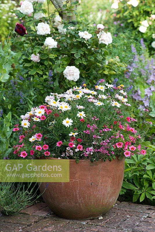 A terracotta container planted with a harmonious combination of athemis, calibrachoa and nemesia. Behind, Rosa 'Winchester Cathedral'.