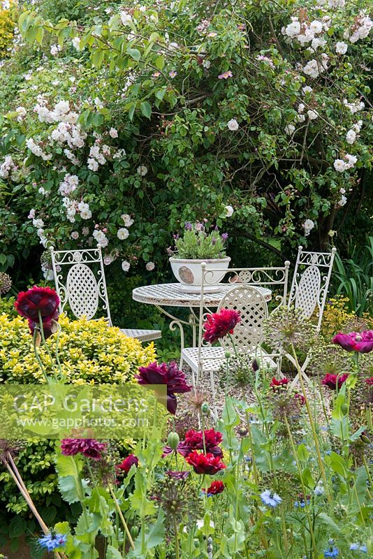 A border of annual poppies and cornflowers in front of a table and chairs with lavender bowl,  In the background - Rosa 'Adelaide d'Orleans', 'Frances E Lester'.
