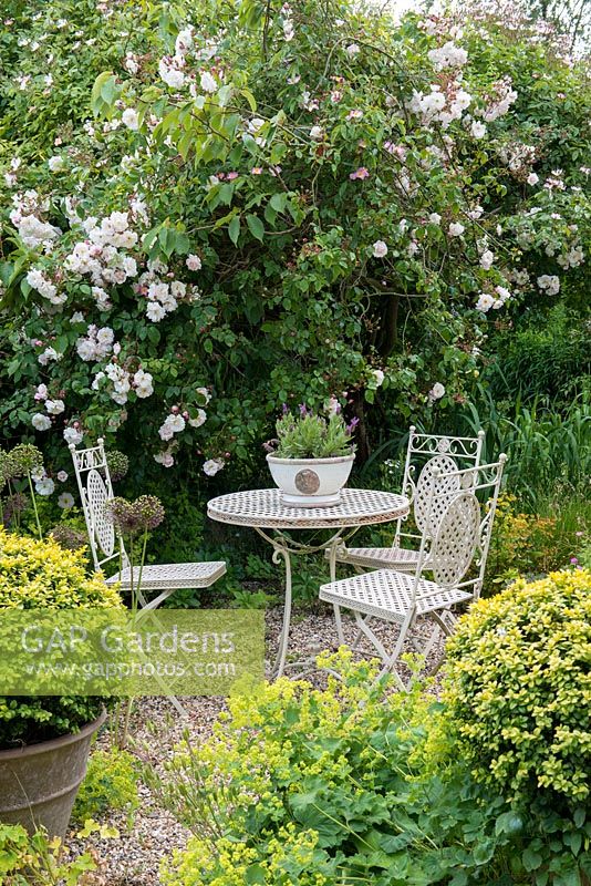 A table and chairs with lavender bowl, box balls in containers and Alchemilla mollis. Behind: Rosa 'Adelaide d'Orleans', 'Frances E Lester'.