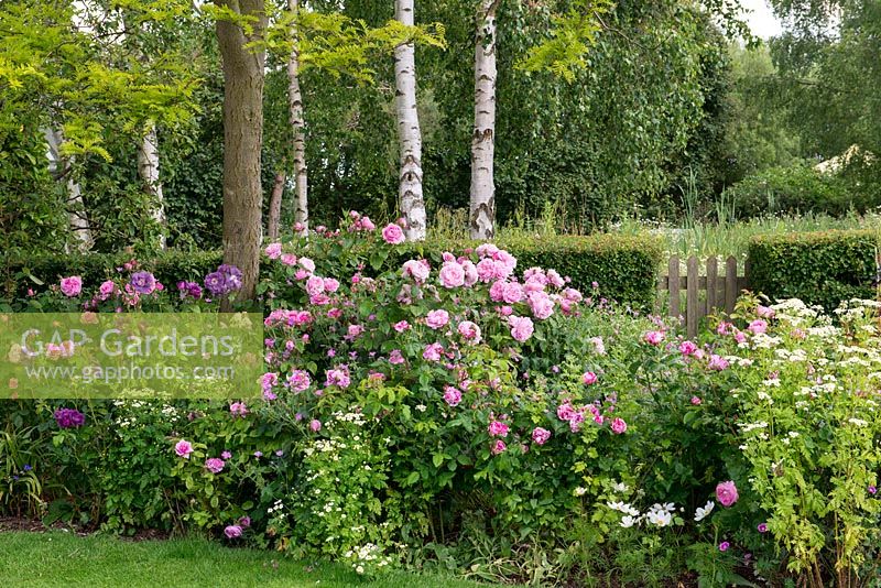 A large border of pink and purple roses - 'Gertruse Jekyll', 'Mary Rose', 'Ferdinand Pichard', 'Rhapsody in Blue' beneath a gleditsia tree.
