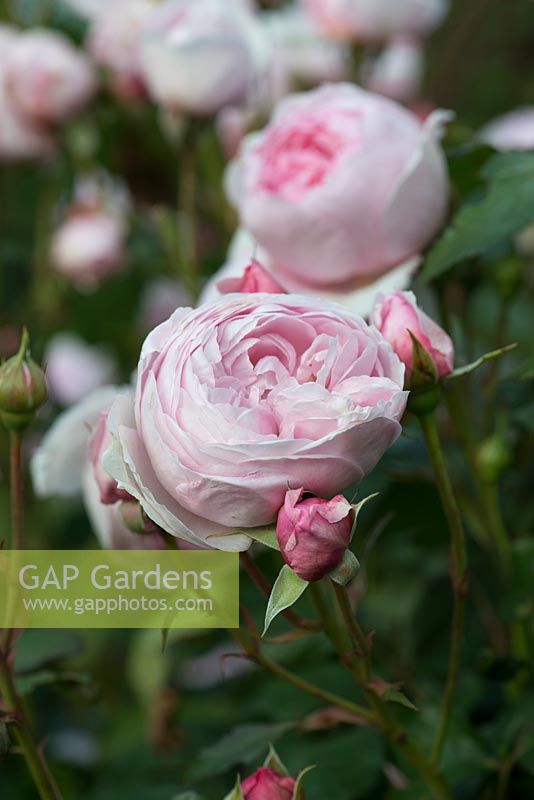Rosa 'Geoff Hamilton', fragrant disease resistant rose, June.