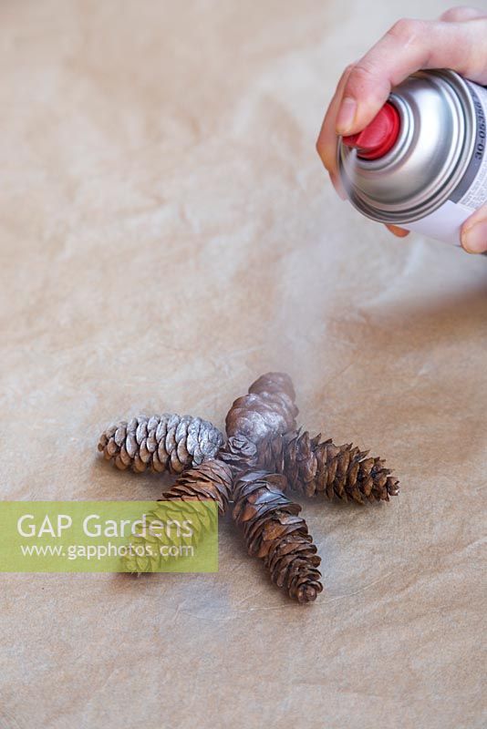 Spray both sides of the Pine cone stars in a well ventilated area