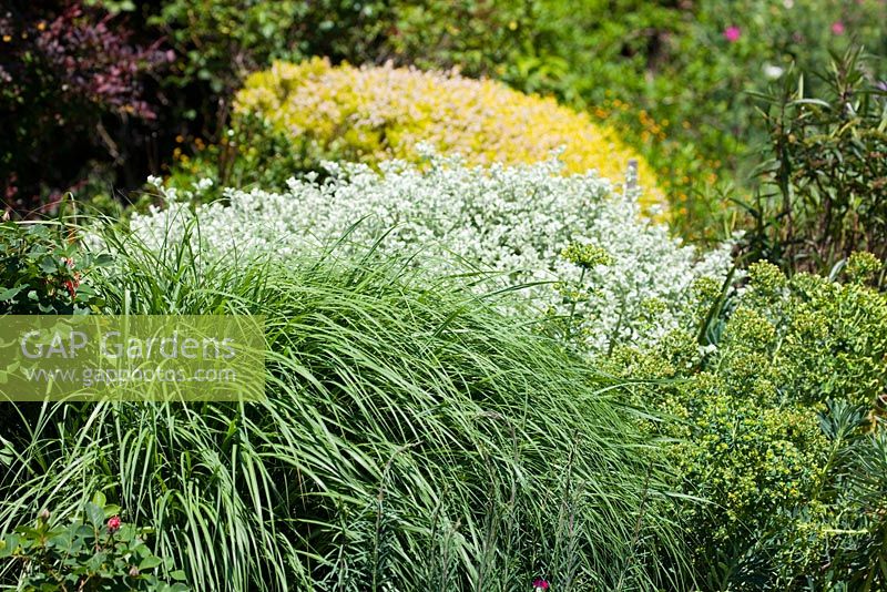Layered planting with Helichrysum petiolare, Licorice plant and Coleoma pulchrum Breath of Heaven