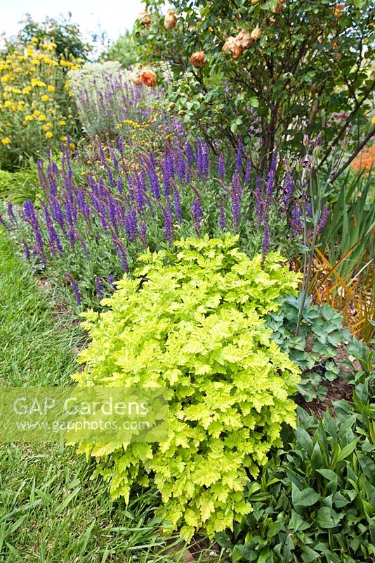 Herbaceous border with Tanacetum parthenium - Golden Feverfew and Salvia ostfriesland 