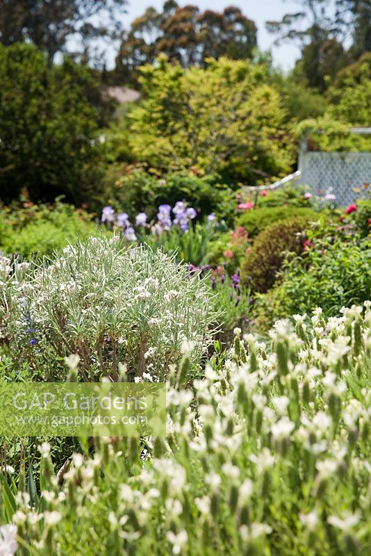 English cottage style garden with layered planting including Lavandula viridis