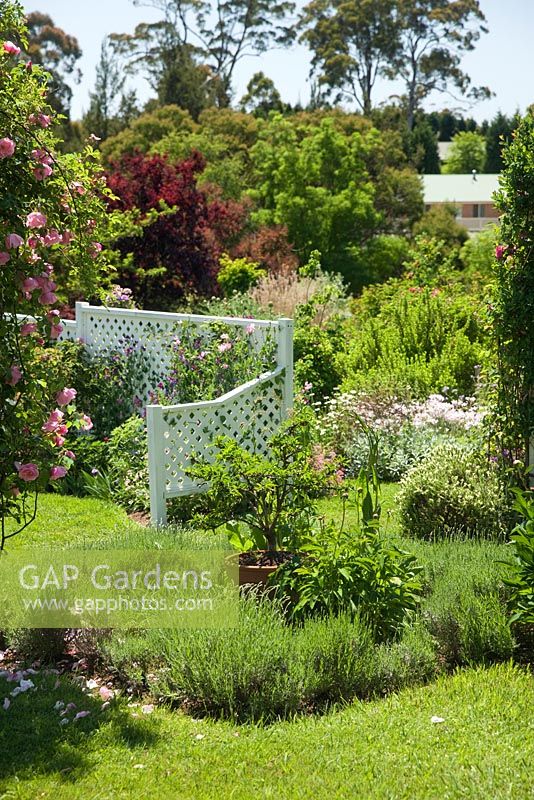 English cottage style garden. Lavandula, potted dwarf peach tree, white lattice screen divider, trees and shrubs