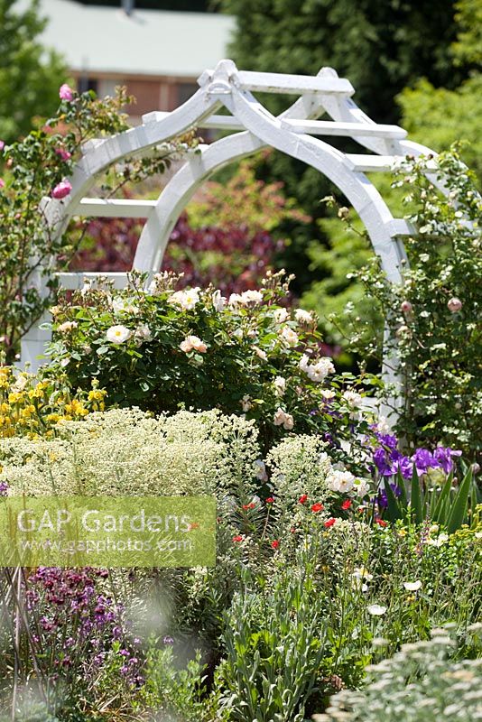 Border detail with ornate white arch, Euphorbia Silver Swan and Rosa Penelope