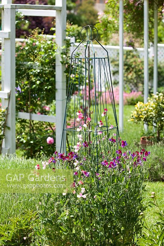 Lathyrus odoratus cultivars 'Matucana' and 'Painted Lady' on green wire support