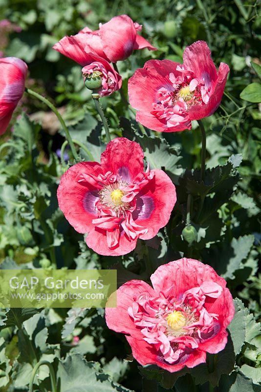 Papaver somniferum - Opium poppy pink form