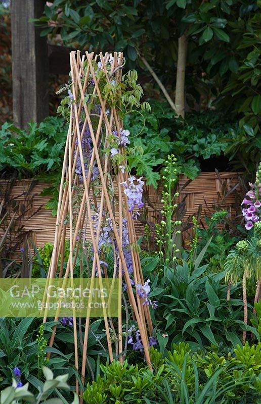 Detail of a Tee Pee planted out with Wisteria sinensis.