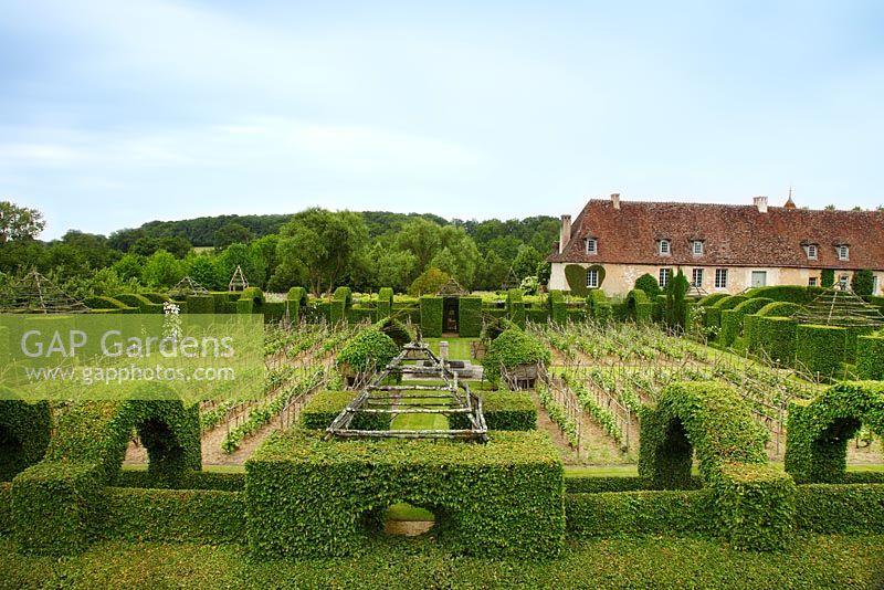 Vineyard surrounded by pruned hornbeam hedges resembling a cloister at Le Prieuré Notre-Dame d'Orsan with the old priory building in June.