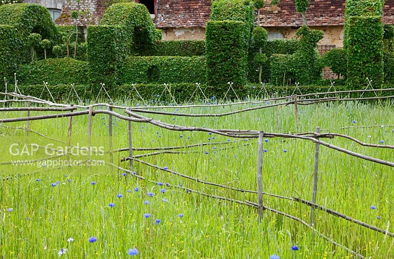Fences of bamboo and chestnut divides the parterre where wheat grows at Le Prieuré d'Orsan, with clipped hornbeam in the background
