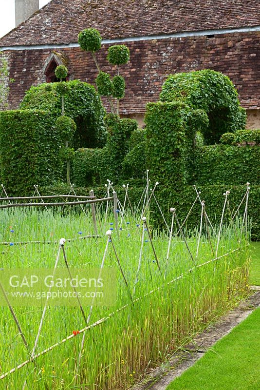 Wheat growing in the parterre divided with bamboo and chestnut fences with in the background, clipped hornbeam hedges at le Prieure Notre Dame d'Orsan