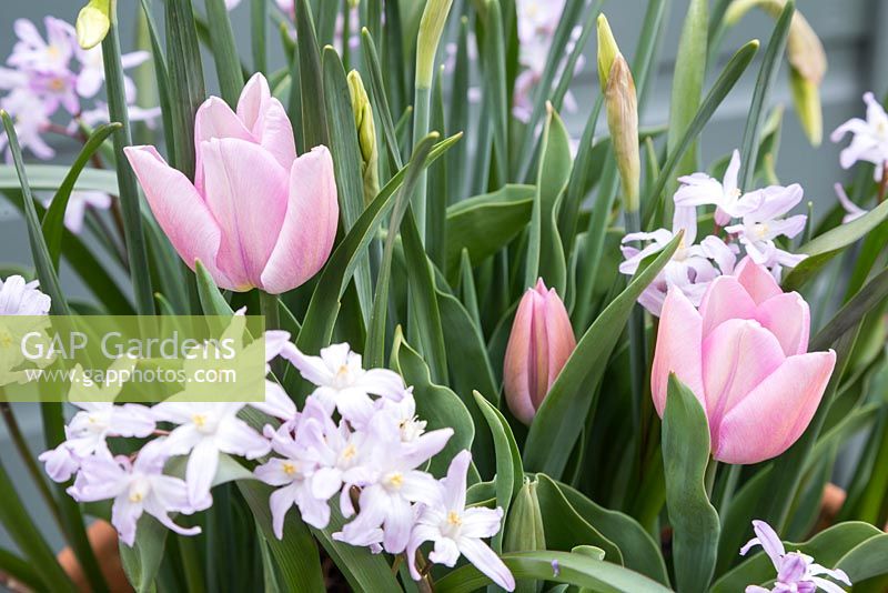 Tulipa triumph 'Synaeda Amor' with Chionodoxa forbesii 'Pink Giant'