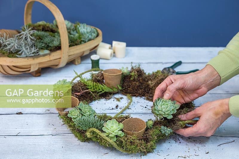 Plant the Succulents in the moss bedding