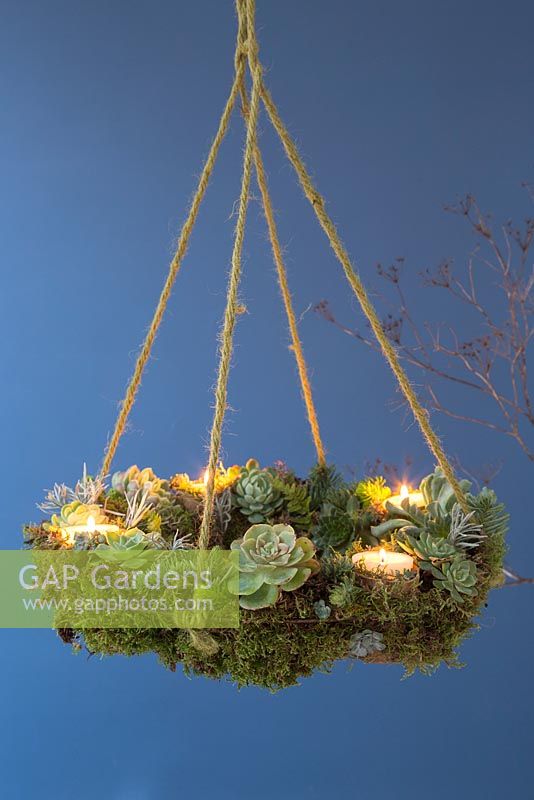 A Succulent hanging wreath, planted with a variety of Succulents, Moss and Candles