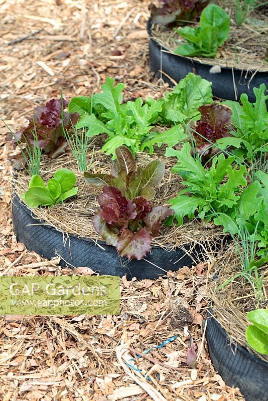 Various Lettuce being grown organically in old tyre, Cape Town, South Africa
