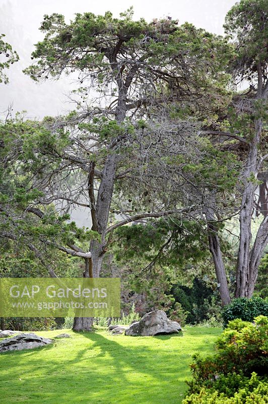 Stone pines - Pinus pinea, Kirstenbosch National Botanical Garden, Cape Town, South Africa