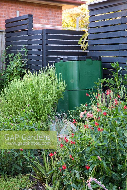 Organic composting bin beside it flowering basil, Basilicum ocimum and red flowering ruellia elegans