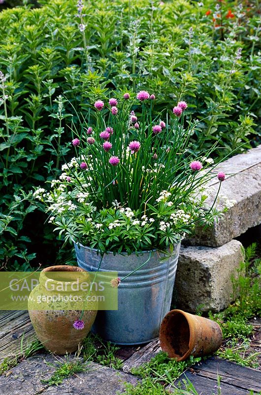 Spring container - galvanised metal bucket planted with Allium schoenoprasum and gallium odoratum in May
