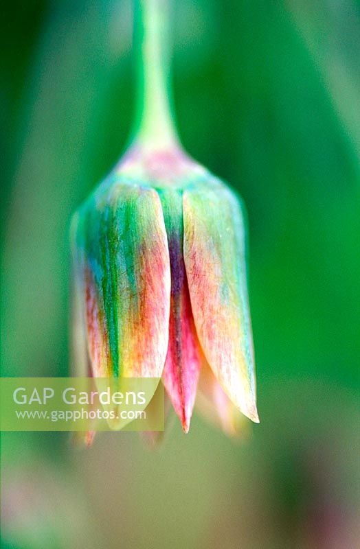 Allium nectaroscordum - extreme close-up of individual flower, May