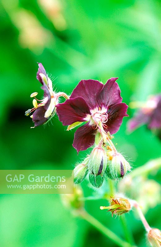 Geranium phaeum Mourning widow, dark purple flower, June