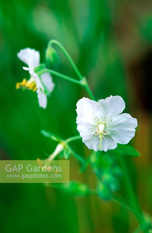 Geranium phaeum album - mourning widow, close-up of white flower, June