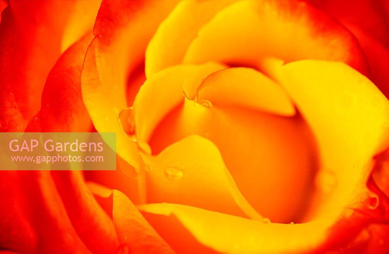 Rosa 'Dicobey', syn. 'Tequila Sunrise'. Close up of detail of petals