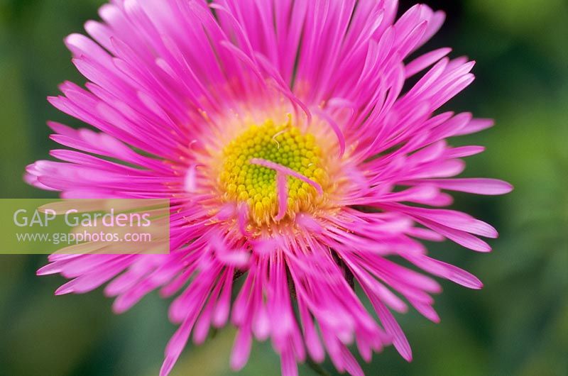 Aster novae - angliae 'Annabelle de Chazal' - close up of pink flower 