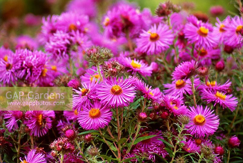 Aster novae - angliae 'Sayers Croft' - close up of pink flowers