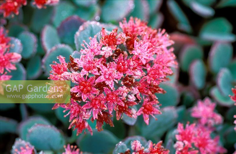 Sedum cauticola 'Lidakense'. Close up of red flower head. 