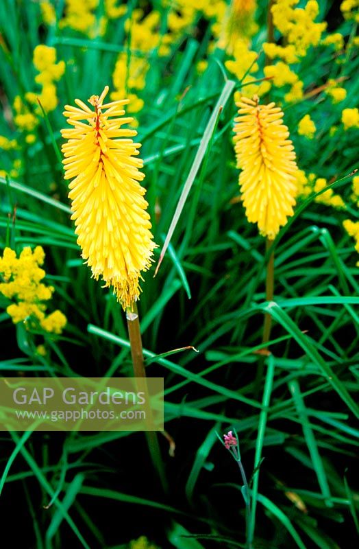 Kniphofia - red hot pokers, Abraxas, Frome, Somerset. Organic garden nursery.
