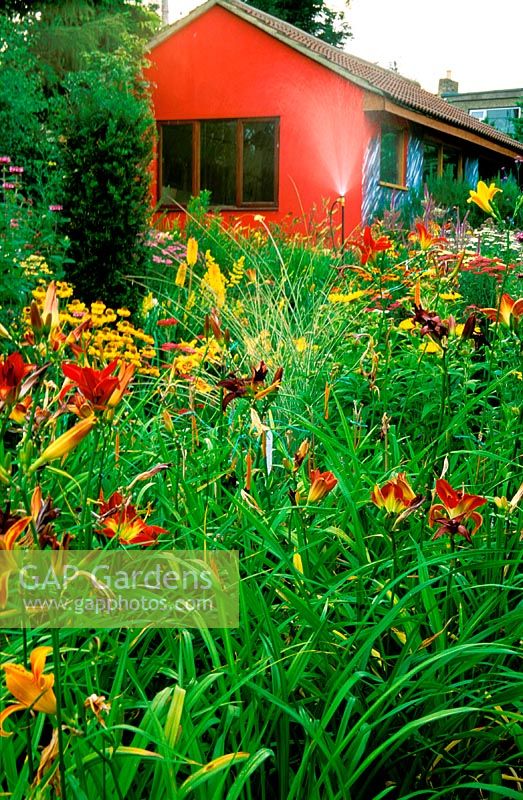 Colourful border at Abraxas, Frome, Somerset. Organic garden nursery, specialising in Hemerocallis
