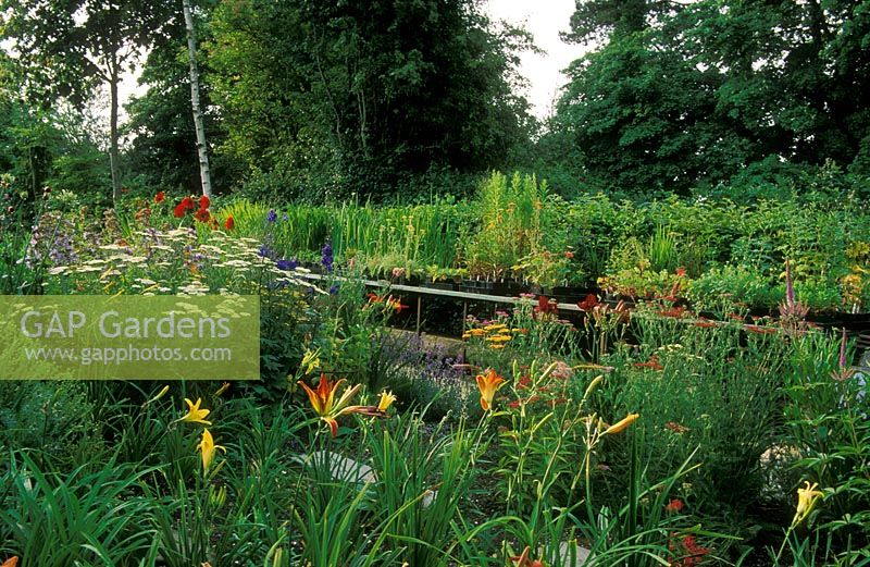 Colourful borders at Abraxas, Frome, Somerset. Organic garden nursery, specialising in Hemerocallis
