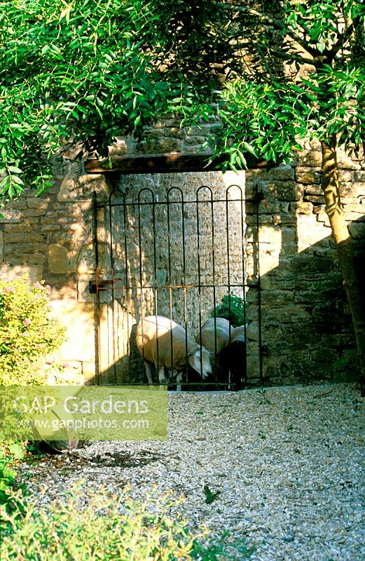 Jonathan Dimbleby's garden, near Bath. Sheep viewed through gate