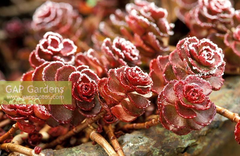 Sedum spurium 'Dragons blood'. Close up of rosette shaped deep red plants on brown stems in frost