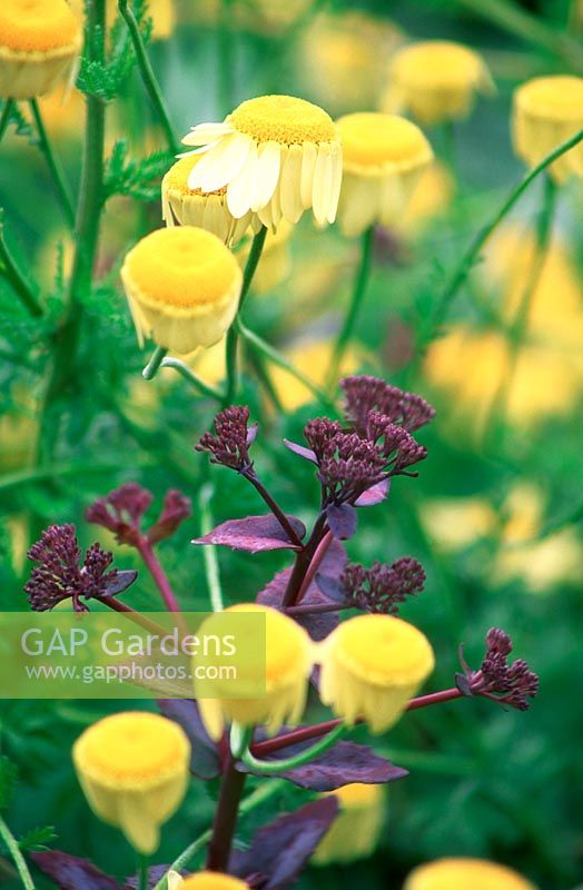 Anthemis E C Buxton and Sedum telephium Atropurpureum. Close up of yellow flowers and contrasting coloured perennial