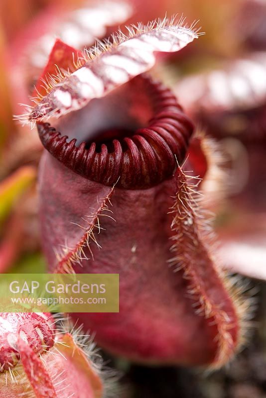 Cephalotus follicularis - Pitcher Plant