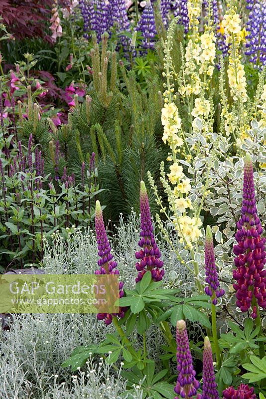 Mixed perennial and shrub border including lupins - Lupinus, Sage - Salvia, Nette leafed mullein - Verbascum chaixii and pine - Pinus, A Garden for George, Chelsea Flower Show, 2008