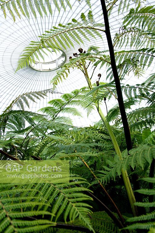 Dicksonia antarctica - Tree ferns in glasshouse, Botanical gardens, Glasgow, Scotland
