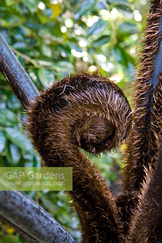 Cyathea medullaris - Unfurling frond of a black tree fern 